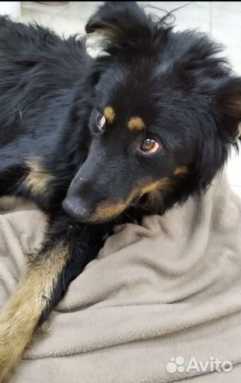 Барни 1,5 года