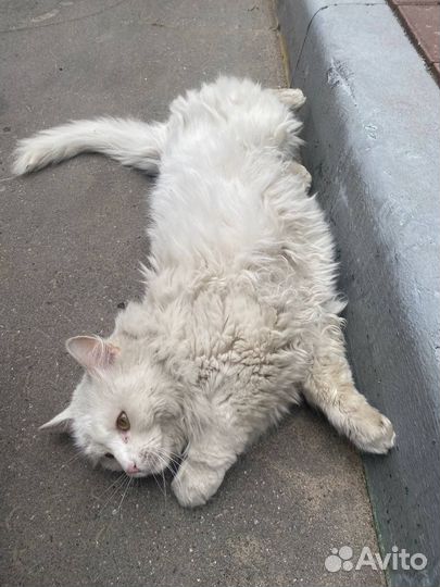 Кот в добрые руки