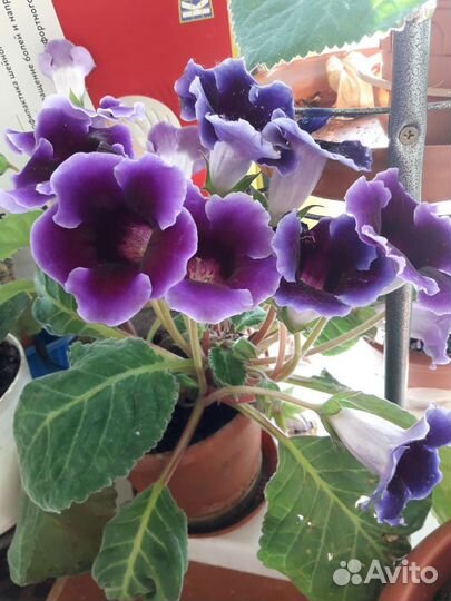 Глоксиния 3 вида