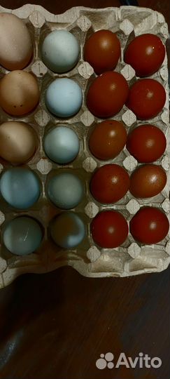 Маран черно медный