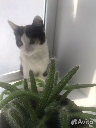 Кошки бесплатно