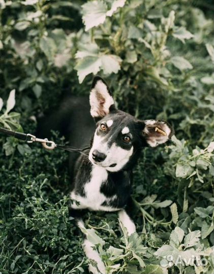 Собака Харли