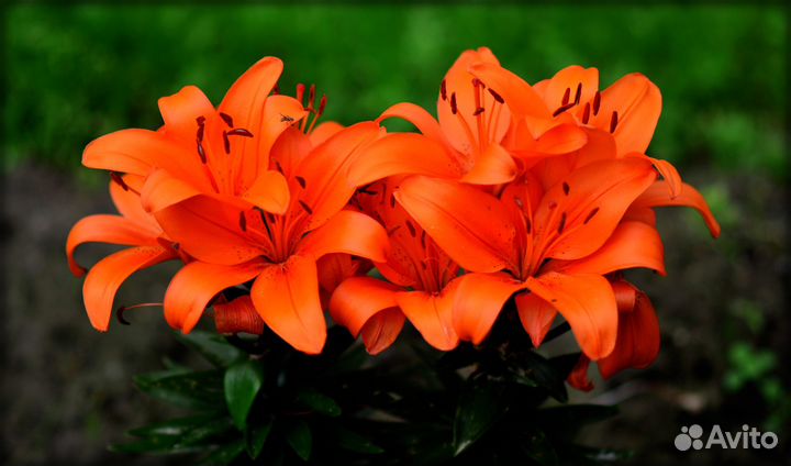 Лилия оранжевая многолетняя