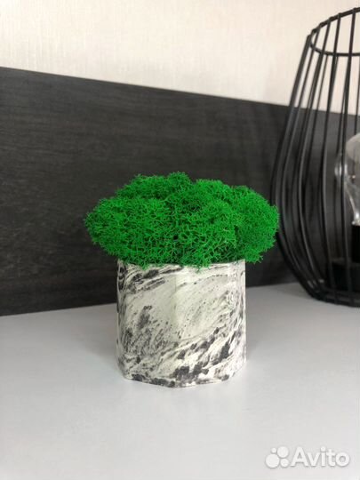 Кашпо со стабилизированным мхом
