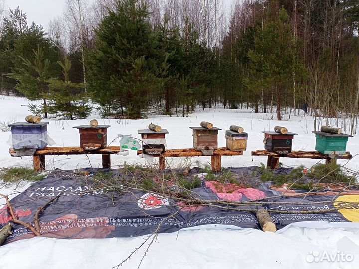 Ульи с пчелами.отводки