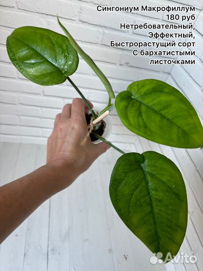 Сингониумы, эпипремнумы