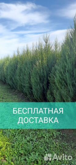 Можжевельник скальный Блю эрроу 2,5-3 метра