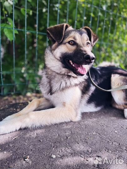 Собака попала в приют