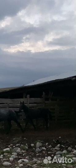 Элитный жеребчик