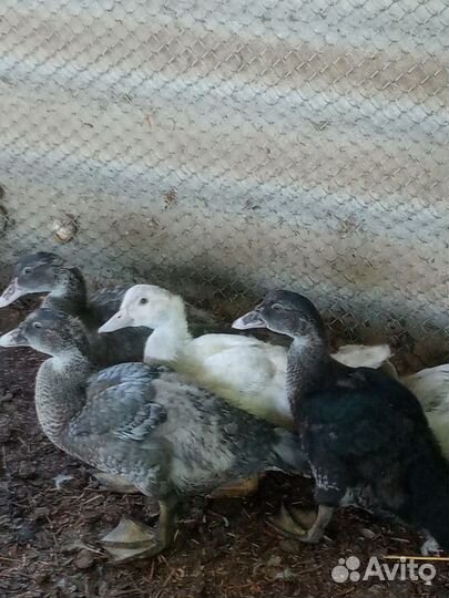 Утки тяжёлой линии