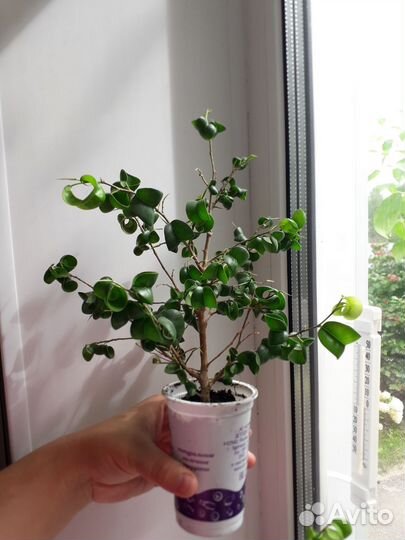 Фикус барок и