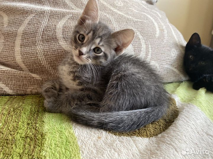 Котята в добрые руки бесплатно