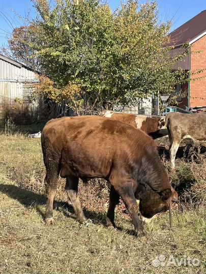 Бычки и теленок