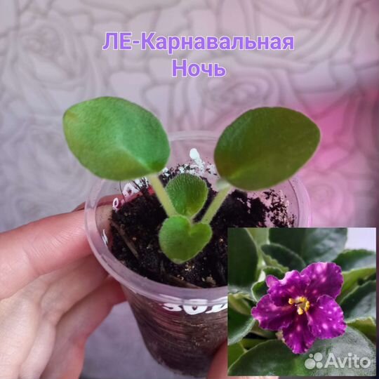 Фиалки сортовые