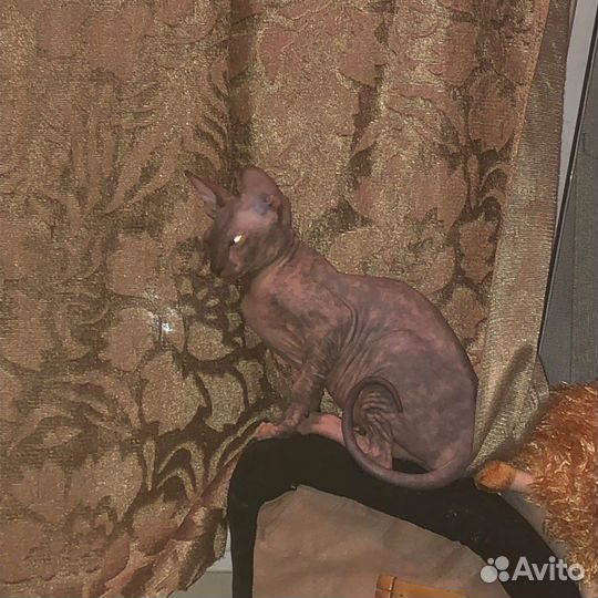 Донской сфинкс вязка