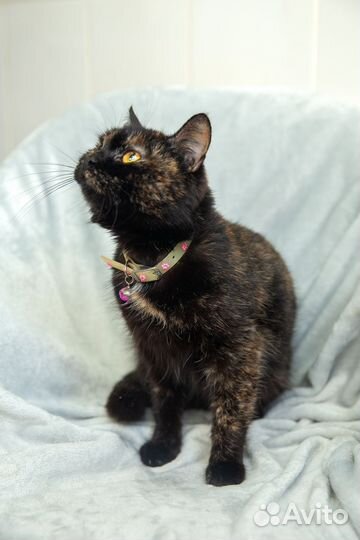 Кошечка Люся