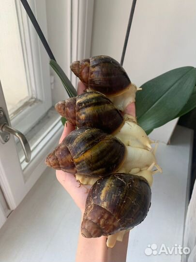 Улитки архахатины