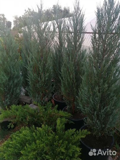 Можжевельник Скальник