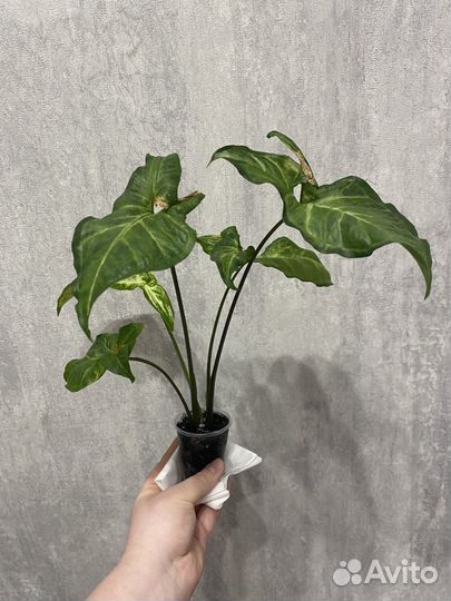 Сингониум Спир Пойнт (ушковатый)