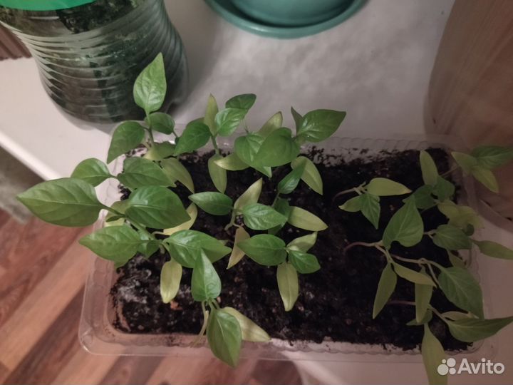 Рассада помидор и перцев