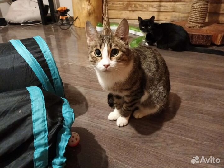 Кошечка с бирюзовыми глазами ищет дом