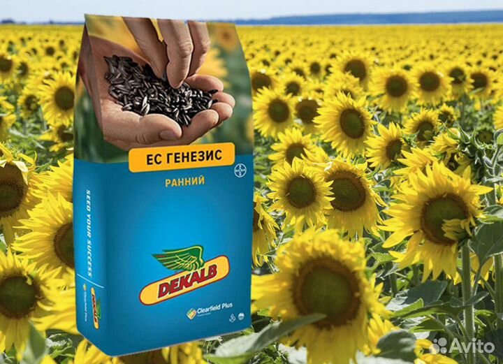 Гибриды семена подсолнечника Байер пенза