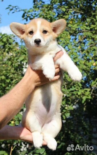 Вельш-корги пемброк