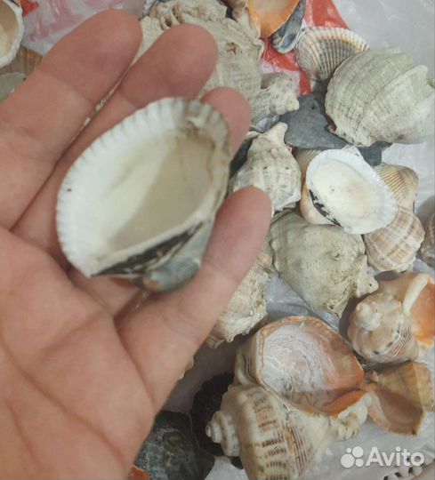 Ракушки морские