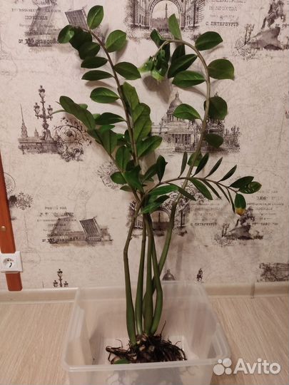 Замиокулькас