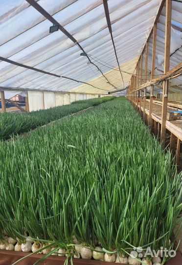 Лук зеленый LUK-9982