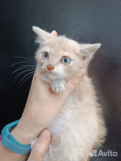 Котёнок-мальчик в добрые руки