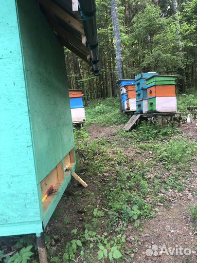 Продам пчелопакеты и пчелосемьи с ульем