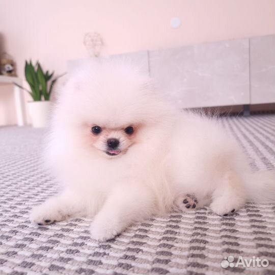 Микро малыш