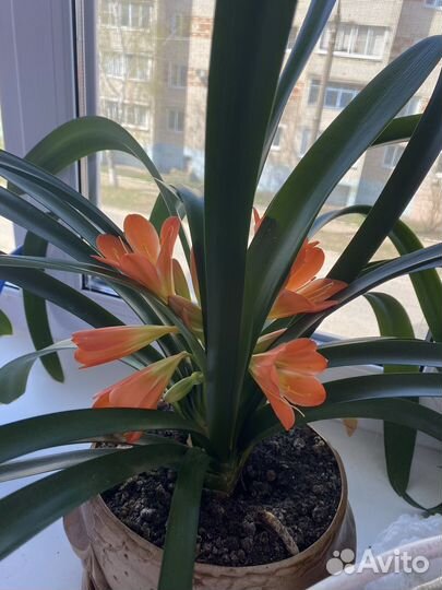Кливия оранжевая