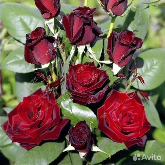 Розы сортовые Голландия кусты