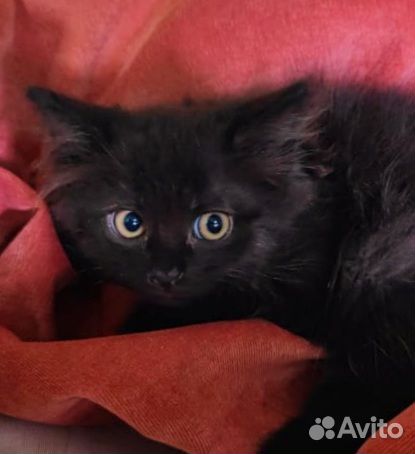 Кошечка 1,5 месяца
