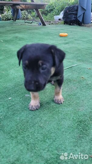 Милые щенята в добрые руки