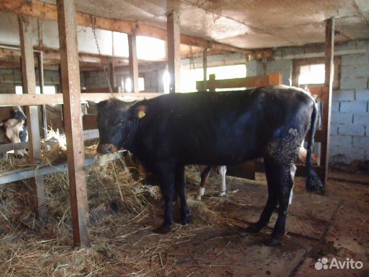 Телки стельные