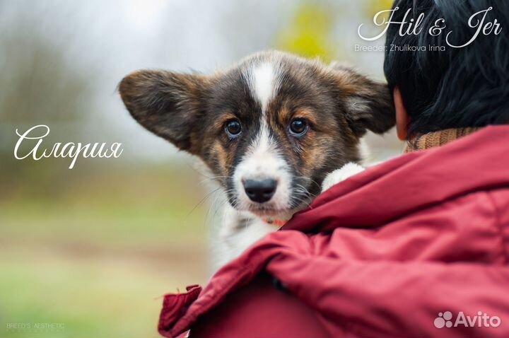 Щенки Вельш-Корги Кардиган, любовь навсегда