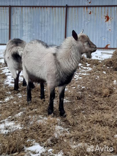 Коза дойная,козлик, козлята