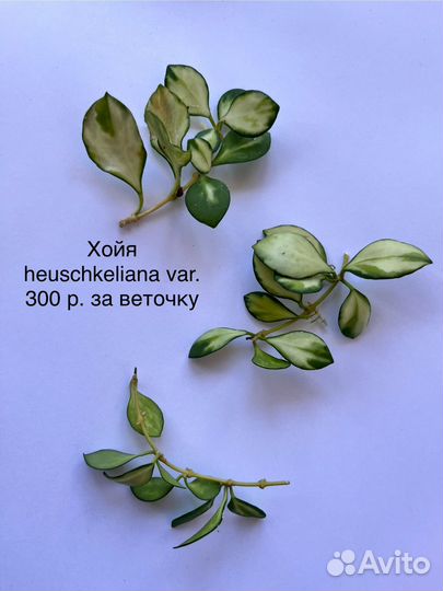 Хойя, крестовник