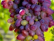 Саженцы винограда для Подмосковья