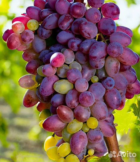 Саженцы винограда для Подмосковья