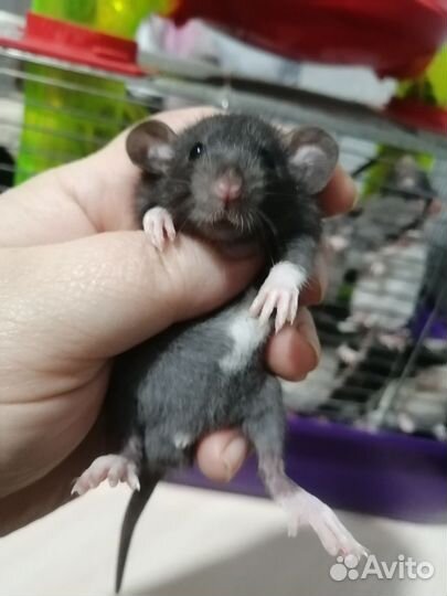 Крыса крысята дамбо