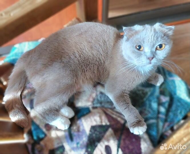 Шотландская вислоухая молодая кошка в дар