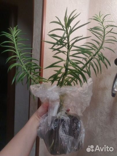 Пеперомия Хэппи бин