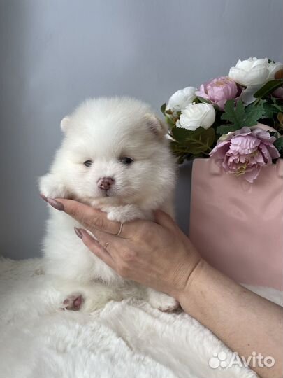 Померанский шпиц