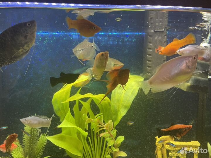 Аквариум на 120 литров. Полный комплект с рыбами