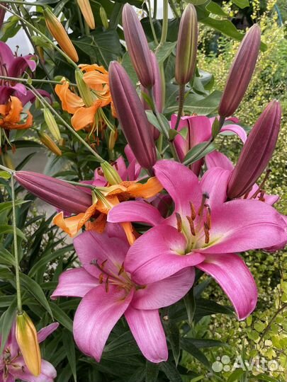 Тысячелистник гигант / колокольчики