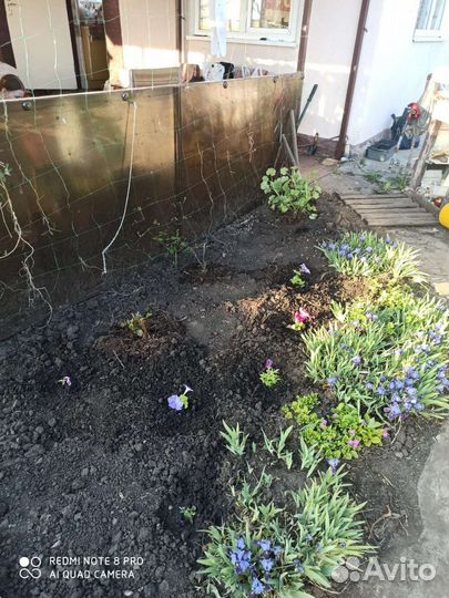 Многолетние теневыносливые, почвопокровные цветы